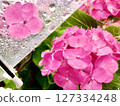 Pink hydrangeas wet with rain 127334248