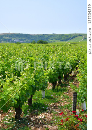 Sancerre, France. A vineyard in Sancerre, France, June 9, 2025. Sancerre, France. A vineyard in Sancerre, France, June 9, 2025. 127334259