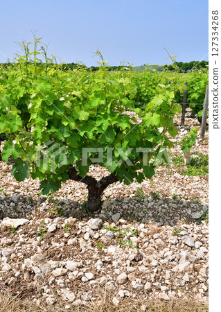 Sancerre, France. A vineyard in Sancerre, France, June 9, 2025. 127334268
