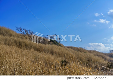 一棵生長在懸崖上的樹,承受著來自日本海的強風 一棵生長在懸崖上的樹,承受著來自日本海的強風 127334520