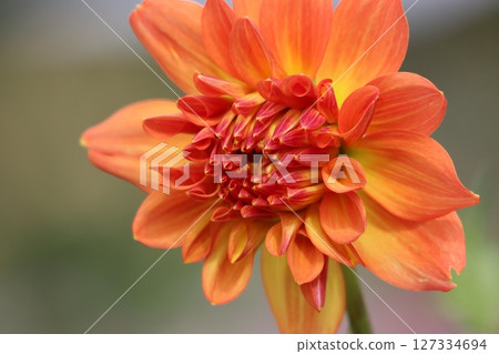 Dahlia flowers capture the hearts of those who see them. 127334694