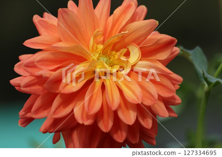 Dahlia flowers capture the hearts of those who see them - 9 127334695