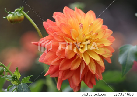 Dahlia flowers capture the hearts of those who see them. 127334696