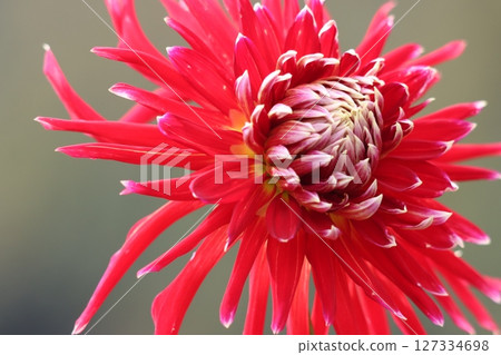 The gorgeous blooms of dahlias have an overwhelming presence. The gorgeous blooms of dahlias have an overwhelming presence. 127334698