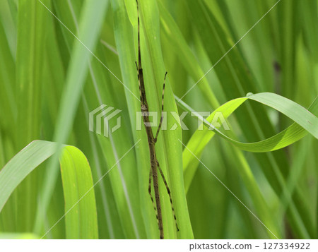 A juvenile stick insect of the family Phasmidae A juvenile stick insect of the family Phasmidae 127334922