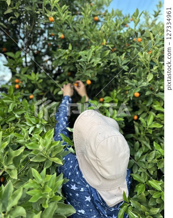 Farmers harvesting kumquats 127334961