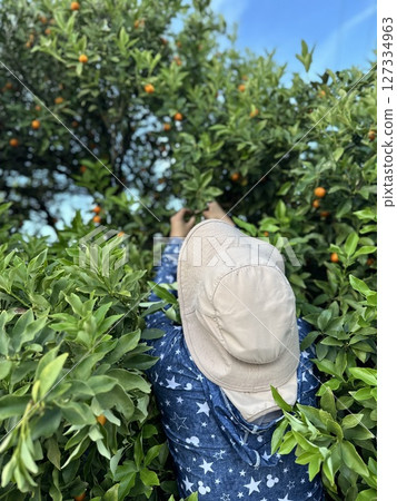 Farmers harvesting kumquats 127334963