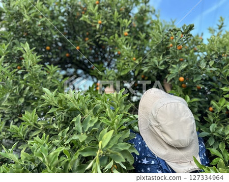 Farmers harvesting kumquats 127334964