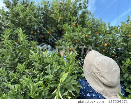 農夫收割，收割工作 127334971