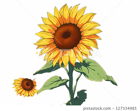 Sunflowers blooming in summer - background illustration [transparent background] 127334985