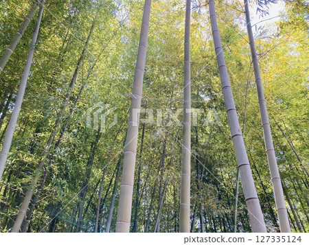 I look up at the bamboo grove I look up at the bamboo grove 127335124