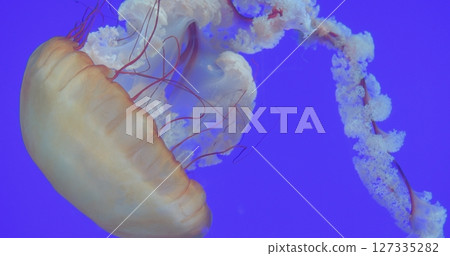 Light brown jellyfish gently drifting through deep blue underwater environment, revealing delicate tentacle movements and translucent marine elegance against vibrant oceanic background 127335282