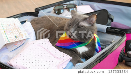 Cool cat in rainbow bandana nestling comfortably inside packed suitcase, surrounded by travel essentials like map and sunglasses, embodying relaxed vacation mood. Concept cat and travel 127335284