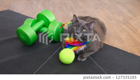Gray cat wearing rainbow scarf lying on black yoga mat near green dumbbells and tennis ball, looking curious and ready to start fitness exercises. Cat and sport concept 127335285