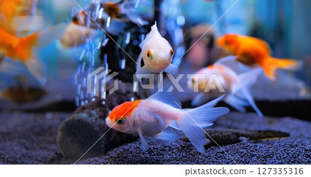 Goldfish gracefully swimming in aquarium, oxygen bubbles rising, creating peaceful underwater scene with vibrant orange and white fish moving through clear water. Concept of aquarium fish 127335316