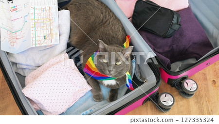 Comfortable gray cat sporting rainbow pride bandana lounging inside pink suitcase near wooden floor, surrounded by travel essentials and map, embodying pre journey relaxation. Concept cat and travel Comfortable gray cat sporting rainbow pride bandana lounging inside pink suitcase near wooden floor, surrounded by travel essentials and map, embodying pre journey relaxation. Concept cat and travel 127335324