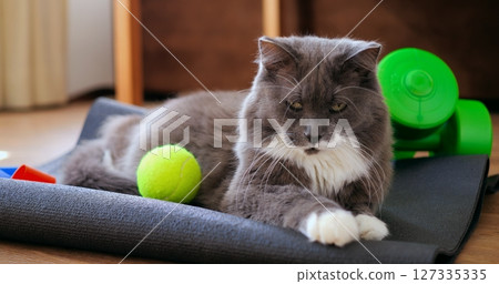 Playful grey and white kitten relaxing on black yoga mat, resting near tennis ball and small green dumbbells after energetic play session in calm, peaceful home environment. Cat and sport concept Playful grey and white kitten relaxing on black yoga mat, resting near tennis ball and small green dumbbells after energetic play session in calm, peaceful home environment. Cat and sport concept 127335335