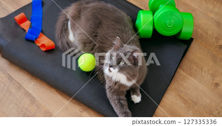 Grey cat resting near fitness accessories, including dumbbells, resistance bands, and a tennis ball on a black fitness mat placed on a wooden floor. Cat and sport concept Grey cat resting near fitness accessories, including dumbbells, resistance bands, and a tennis ball on a black fitness mat placed on a wooden floor. Cat and sport concept 127335336