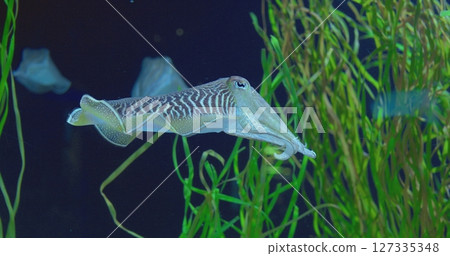 Amazing cuttlefish gracefully navigate their underwater domain, their elegant movements captivating as they glide through lush green seaweed. concept life of cuttlefish 127335348
