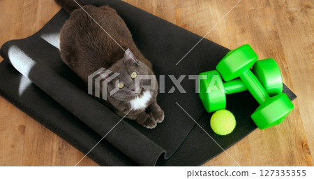 Charming gray cat lounges gracefully on a black yoga mat, accompanied by bright green dumbbells and a tennis ball, creating a humorous fitness inspired scene. Cat and sport concept 127335355