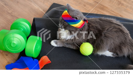 Gray and white cat wearing a rainbow headband is lying on a black yoga mat with green dumbbells, a tennis ball, and colorful resistance bands, isolated on a white background. Cat and sport concept 127335379