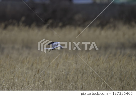 A brown-eared harrier appears on the grassland 127335405