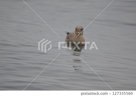 斑嘴鷗（羅臼港近海/北海道梅無郡羅臼町） 127335560