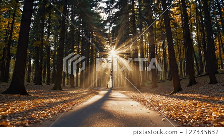 Warm golden sunlight streaming through dense forest canopy, illuminating fallen autumn leaves carpeting peaceful woodland trail with vibrant seasonal colors and soft glowing atmosphere 127335632