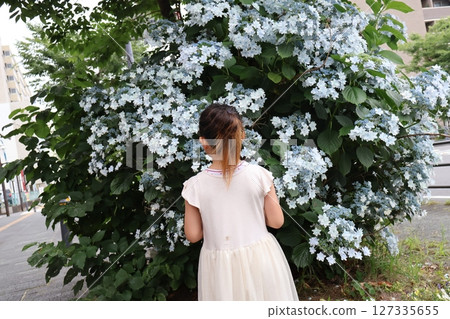 一個女孩在看繡球花 127335655