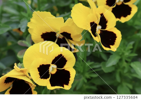 Yellow pansy 127335684