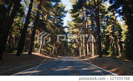 Sunlight filters through the canopy of a dense pine forest, illuminating a paved road that winds through the trees, creating a mesmerizing journey through nature's beauty 127335788
