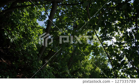 Sunlight filters through a vibrant green forest canopy, casting shadows on a serene sandy beach as gentle waves lap the shore, creating a tranquil natural scene 127335789