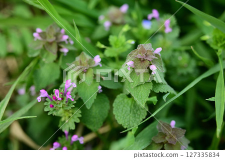 Lamium purpureum and Lamium amplexicaule 127335834