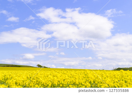 Rape field in full bloom and blue sky Rape field in full bloom and blue sky 127335886
