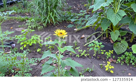 Sunflower blooming amid green foliage, highlighting golden petals gleaming under bright summer sunlight within flourishing garden setting 127335914