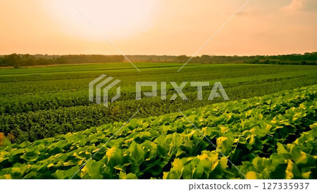 Farmer walking through verdant field, holding vegetable basket at golden sunrise, representing sustainable agricultural harvest and freshness 127335937