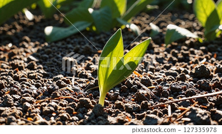 Delicate seedling emerging from rich, fertile soil, symbolizing growth, renewal, and the resilient lifecycle of agricultural ecosystems under warm sunlight 127335978