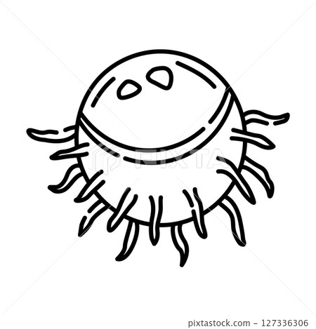 Rambutan black and white vector line illustration Rambutan black and white vector line illustration 127336306