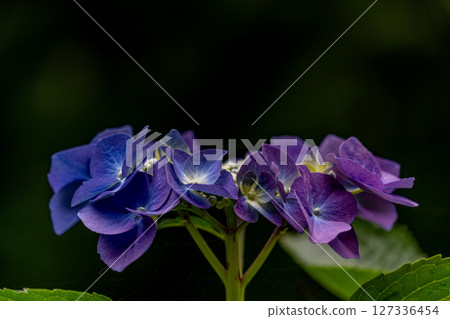紫色繡球花 紫色繡球花 127336454