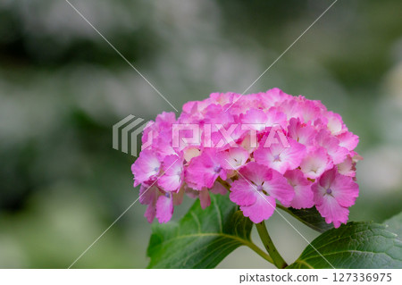 Beautiful pink hydrangea flower 127336975