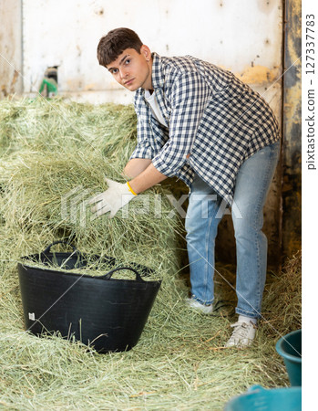 Male worker in barn fills basket with hay, prepares to feed animals on farm. Male worker in barn fills basket with hay, prepares to feed animals on farm. 127337783