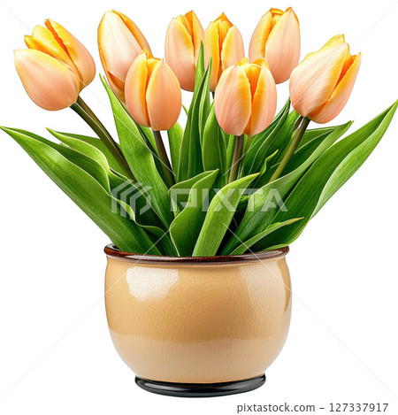 Stylish tulip plant with vibrant orange flowers in decorative pot, adding touch of elegance to any space 127337917