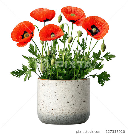 Stylish poppy plant in modern pot, showcasing vibrant red flowers and lush green foliage, perfect for home decor 127337920