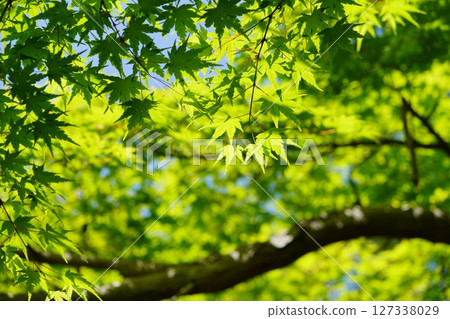 大和民俗公園古宅庭院裡的新綠楓樹 127338029