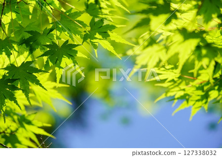 Fresh green maple tree in the garden of an old house in Yamato Folk Park Fresh green maple tree in the garden of an old house in Yamato Folk Park 127338032