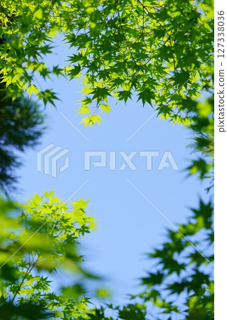 Fresh green maple tree in the garden of an old house in Yamato Folk Park 127338036
