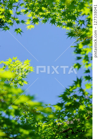 大和民俗公園古宅庭院裡的新綠楓樹 大和民俗公園古宅庭院裡的新綠楓樹 127338041