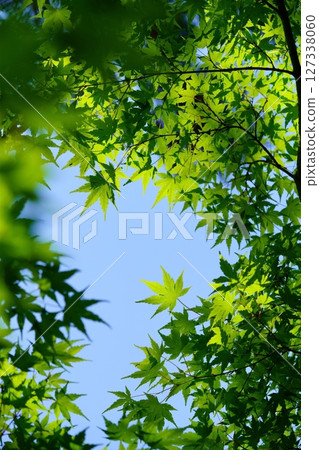 大和民俗公園古宅庭院裡的新綠楓樹 大和民俗公園古宅庭院裡的新綠楓樹 127338060