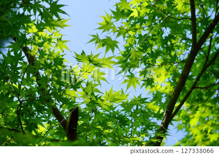 Fresh green maple tree in the garden of an old house in Yamato Folk Park Fresh green maple tree in the garden of an old house in Yamato Folk Park 127338066