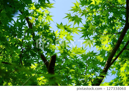 大和民俗公園古宅庭院裡的新綠楓樹 127338068